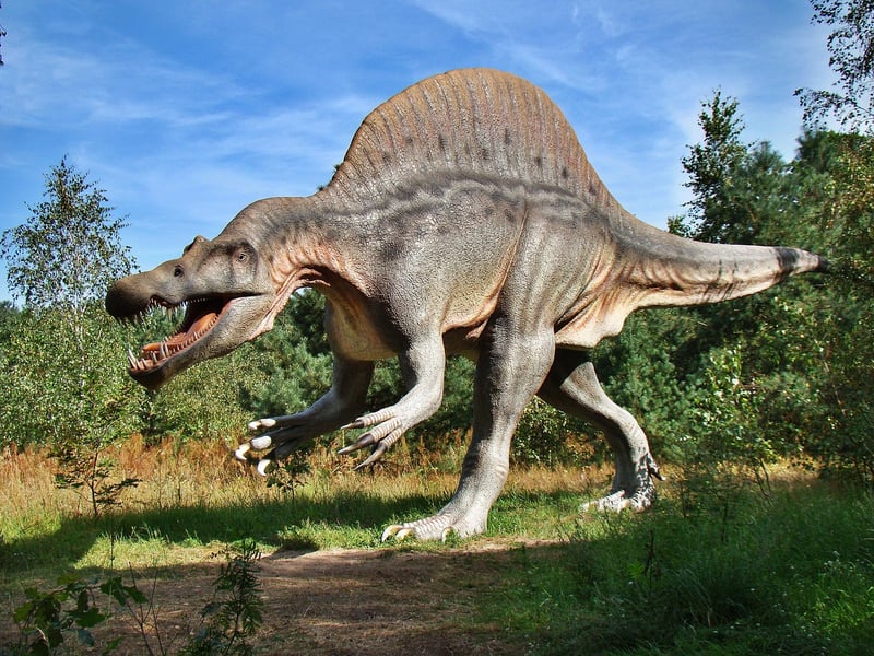 Dinosaur Fossil